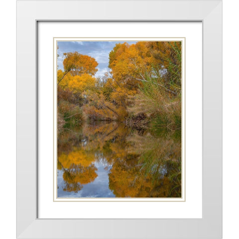 Dead Horse Ranch State Park-Arizona-USA White Modern Wood Framed Art Print with Double Matting by Fitzharris, Tim