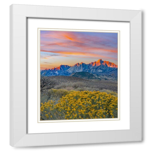 Sierra Nevada from Buttermilk Road near Bishop-California-USA White Modern Wood Framed Art Print with Double Matting by Fitzharris, Tim