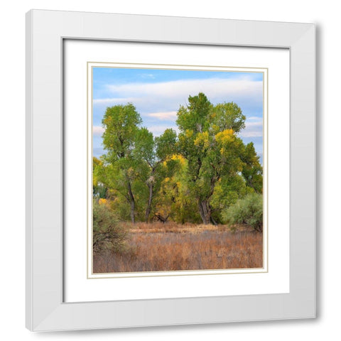 Riverine Forest-Dead Horse Ranch State Park-Arizona White Modern Wood Framed Art Print with Double Matting by Fitzharris, Tim