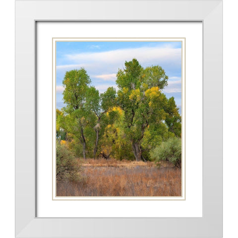 Riverine Forest-Dead Horse Ranch State Park-Arizona White Modern Wood Framed Art Print with Double Matting by Fitzharris, Tim