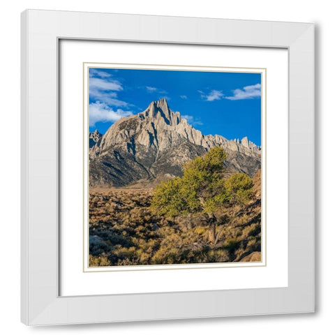 Lone Pine and Cottonwood Tree-Sierra Nevada-CA White Modern Wood Framed Art Print with Double Matting by Fitzharris, Tim