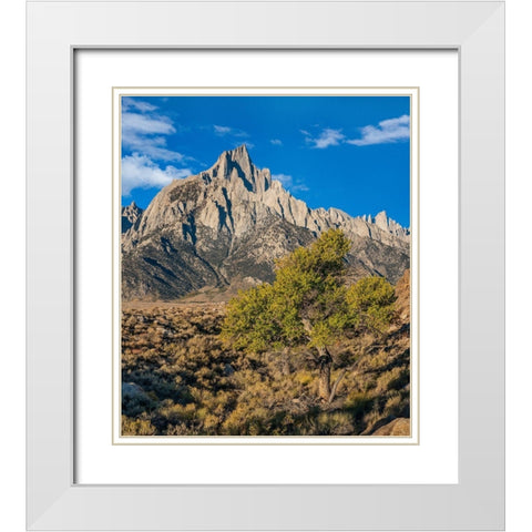 Lone Pine and Cottonwood Tree-Sierra Nevada-CA White Modern Wood Framed Art Print with Double Matting by Fitzharris, Tim