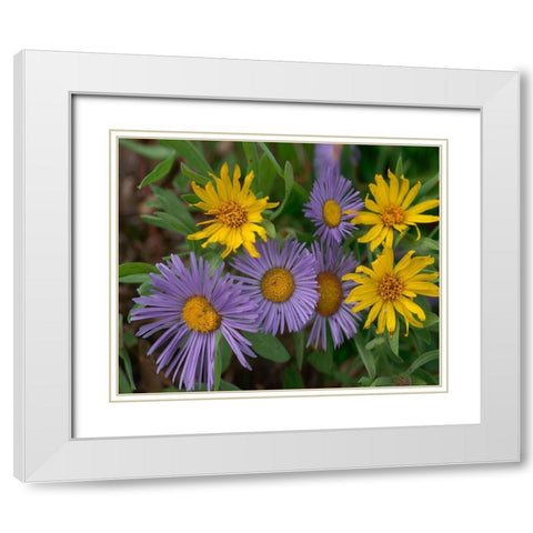 Mountain Daises and Alpine Sunflowers White Modern Wood Framed Art Print with Double Matting by Fitzharris, Tim