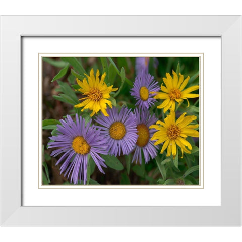 Mountain Daises and Alpine Sunflowers White Modern Wood Framed Art Print with Double Matting by Fitzharris, Tim