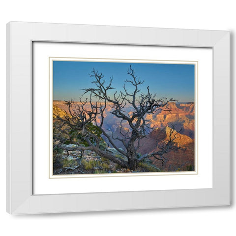 Dead Pine at Desert View White Modern Wood Framed Art Print with Double Matting by Fitzharris, Tim