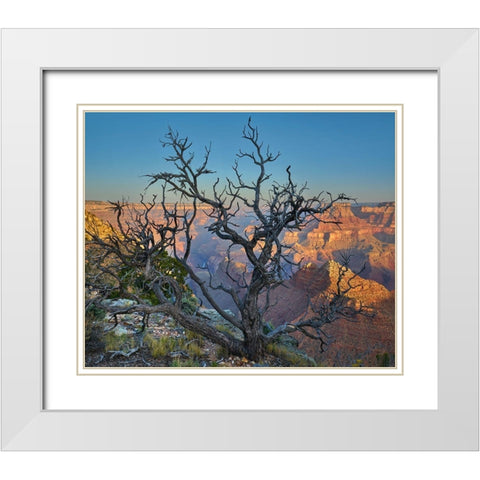 Dead Pine at Desert View White Modern Wood Framed Art Print with Double Matting by Fitzharris, Tim