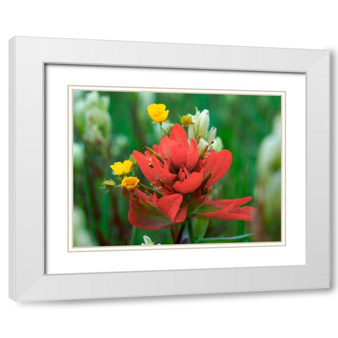 Red Paintbrush Colorado White Modern Wood Framed Art Print with Double Matting by Fitzharris, Tim