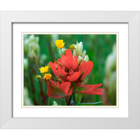 Red Paintbrush Colorado White Modern Wood Framed Art Print with Double Matting by Fitzharris, Tim