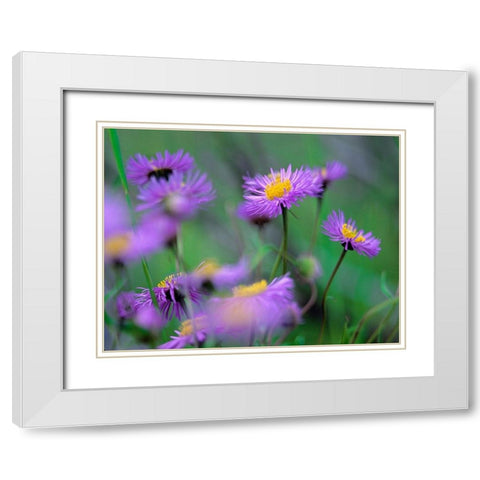 Mountain Daises White Modern Wood Framed Art Print with Double Matting by Fitzharris, Tim