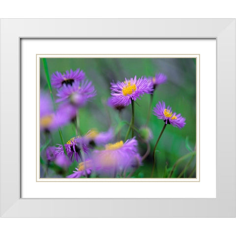 Mountain Daises White Modern Wood Framed Art Print with Double Matting by Fitzharris, Tim