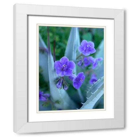 Blue Phacelia and Agave I White Modern Wood Framed Art Print with Double Matting by Fitzharris, Tim