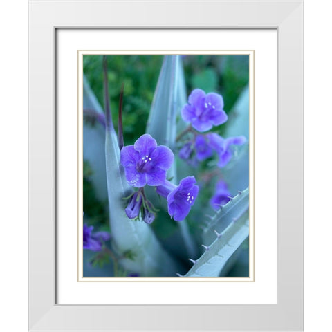 Blue Phacelia and Agave I White Modern Wood Framed Art Print with Double Matting by Fitzharris, Tim
