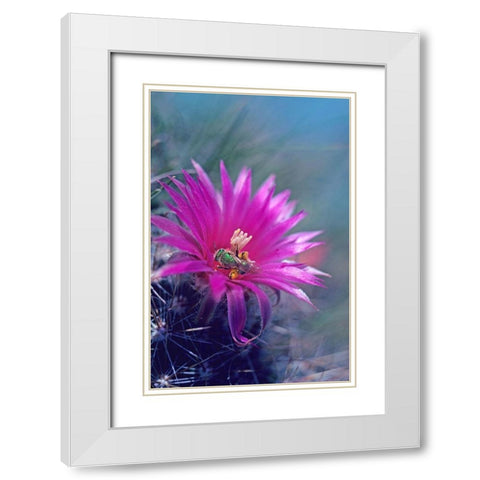 Bee in Hedgehog Cactus White Modern Wood Framed Art Print with Double Matting by Fitzharris, Tim