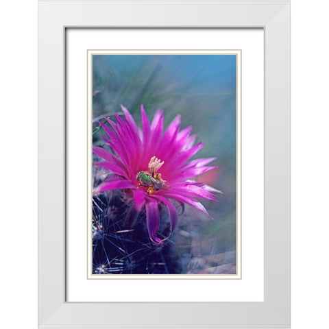 Bee in Hedgehog Cactus White Modern Wood Framed Art Print with Double Matting by Fitzharris, Tim
