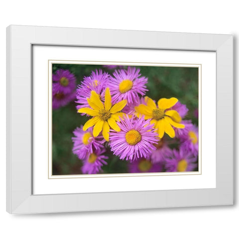 Little Sunflowers and Asters White Modern Wood Framed Art Print with Double Matting by Fitzharris, Tim