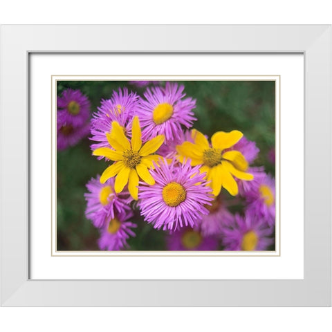 Little Sunflowers and Asters White Modern Wood Framed Art Print with Double Matting by Fitzharris, Tim