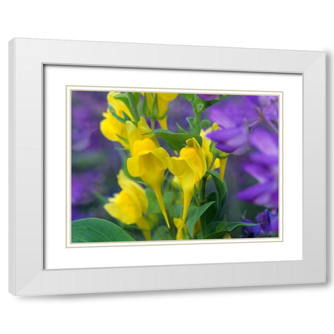 Butter and eggs with Lupines White Modern Wood Framed Art Print with Double Matting by Fitzharris, Tim