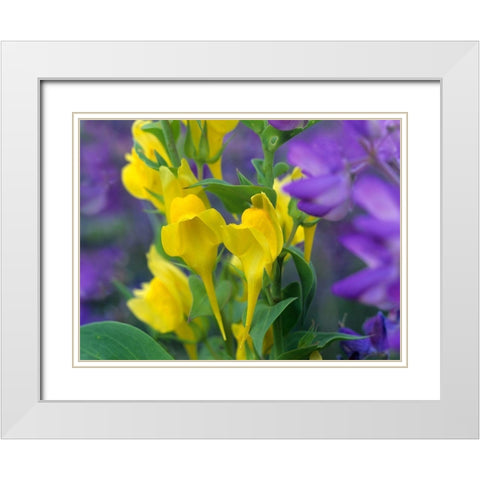 Butter and eggs with Lupines White Modern Wood Framed Art Print with Double Matting by Fitzharris, Tim