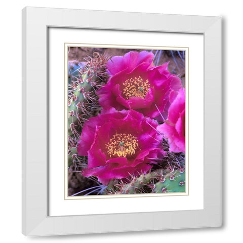 Grizzly Bear Cactus in Bloom White Modern Wood Framed Art Print with Double Matting by Fitzharris, Tim