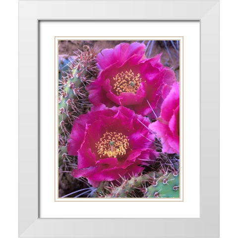 Grizzly Bear Cactus in Bloom White Modern Wood Framed Art Print with Double Matting by Fitzharris, Tim