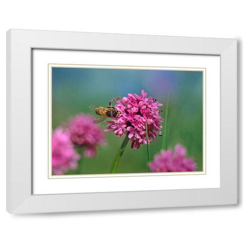 Bee on Sea Blush White Modern Wood Framed Art Print with Double Matting by Fitzharris, Tim