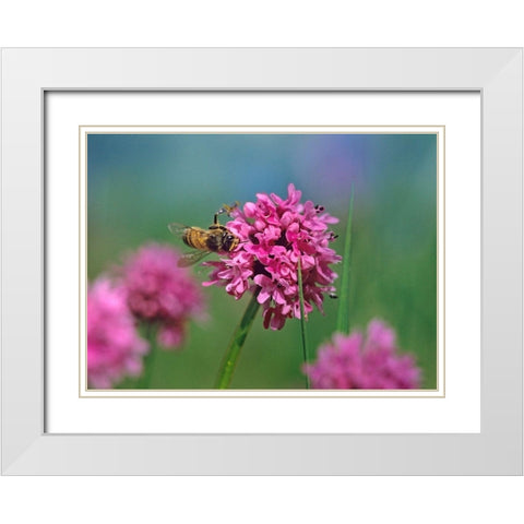Bee on Sea Blush White Modern Wood Framed Art Print with Double Matting by Fitzharris, Tim