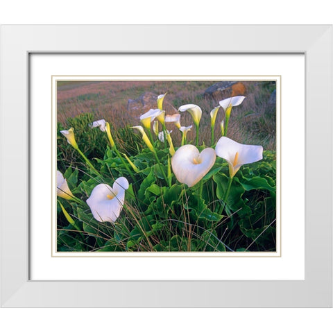 Calla Lilies White Modern Wood Framed Art Print with Double Matting by Fitzharris, Tim