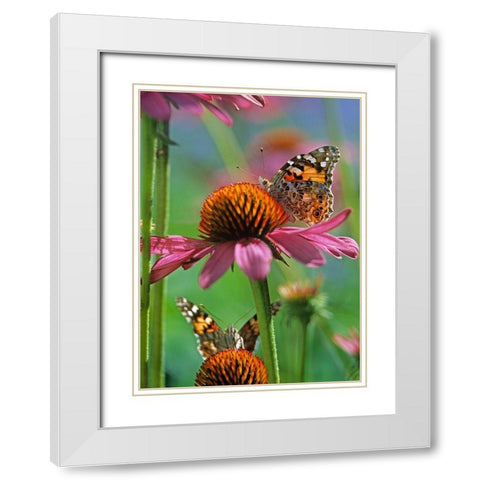 Painted Lady Butterfly White Modern Wood Framed Art Print with Double Matting by Fitzharris, Tim