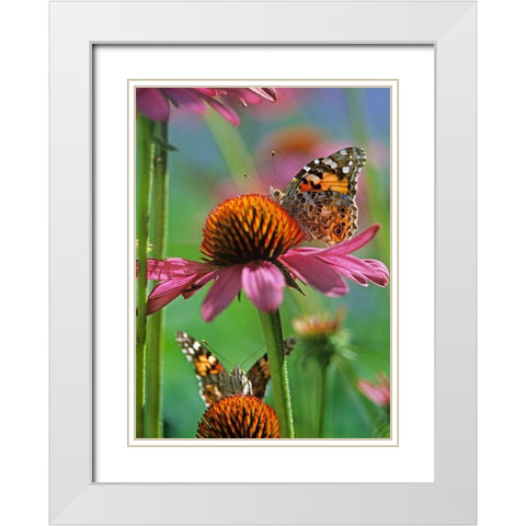 Painted Lady Butterfly White Modern Wood Framed Art Print with Double Matting by Fitzharris, Tim