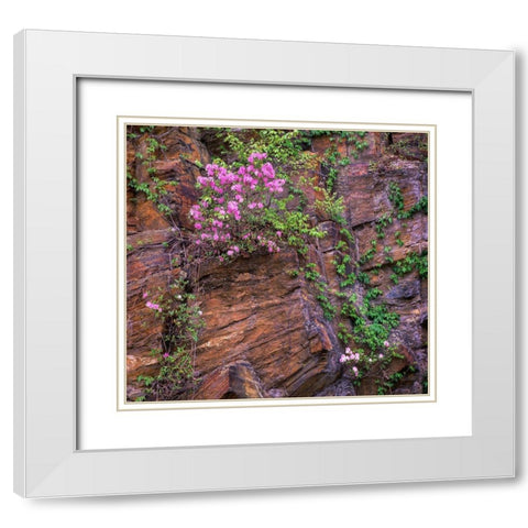 Rhododendron in bloom White Modern Wood Framed Art Print with Double Matting by Fitzharris, Tim