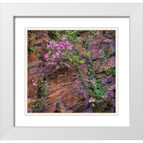 Rhododendron in bloom White Modern Wood Framed Art Print with Double Matting by Fitzharris, Tim