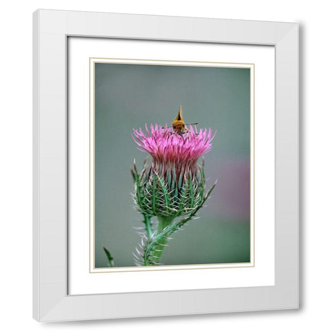 Least Skipper Butterfly on Bull Thistle White Modern Wood Framed Art Print with Double Matting by Fitzharris, Tim