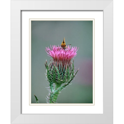 Least Skipper Butterfly on Bull Thistle White Modern Wood Framed Art Print with Double Matting by Fitzharris, Tim