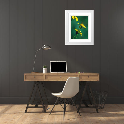 Bee on Golden Eyes Bloom White Modern Wood Framed Art Print with Double Matting by Fitzharris, Tim