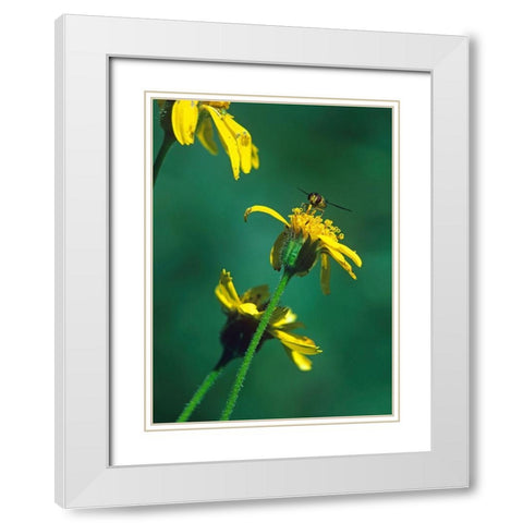 Bee on Golden Eyes Bloom White Modern Wood Framed Art Print with Double Matting by Fitzharris, Tim