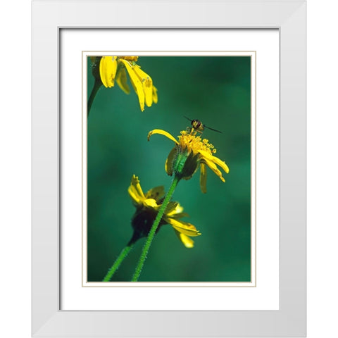 Bee on Golden Eyes Bloom White Modern Wood Framed Art Print with Double Matting by Fitzharris, Tim