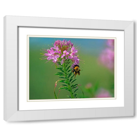 Bumble Bee Hangong on Rock Mountain Beeplant White Modern Wood Framed Art Print with Double Matting by Fitzharris, Tim