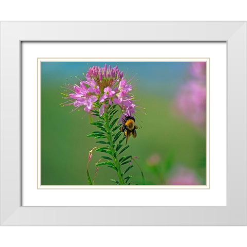 Bumble Bee Hangong on Rock Mountain Beeplant White Modern Wood Framed Art Print with Double Matting by Fitzharris, Tim