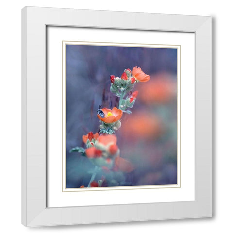 Desert Globemallow I White Modern Wood Framed Art Print with Double Matting by Fitzharris, Tim