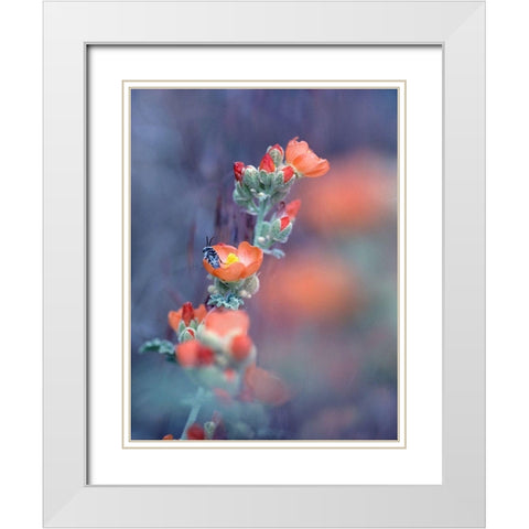 Desert Globemallow I White Modern Wood Framed Art Print with Double Matting by Fitzharris, Tim