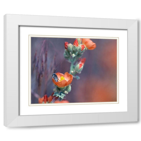 Desert Globemallow II White Modern Wood Framed Art Print with Double Matting by Fitzharris, Tim