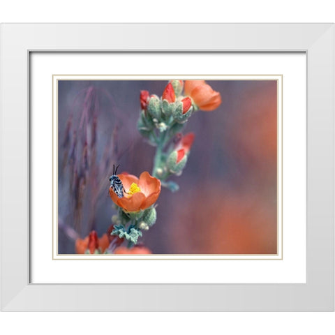 Desert Globemallow II White Modern Wood Framed Art Print with Double Matting by Fitzharris, Tim