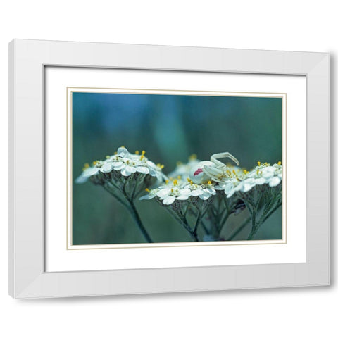 Red Spotted Crab Spider on Queen Annes Lace White Modern Wood Framed Art Print with Double Matting by Fitzharris, Tim