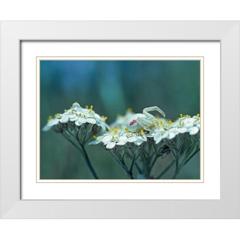 Red Spotted Crab Spider on Queen Annes Lace White Modern Wood Framed Art Print with Double Matting by Fitzharris, Tim