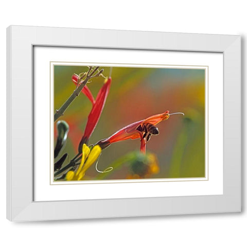 Honey Bee in Chuparosa White Modern Wood Framed Art Print with Double Matting by Fitzharris, Tim