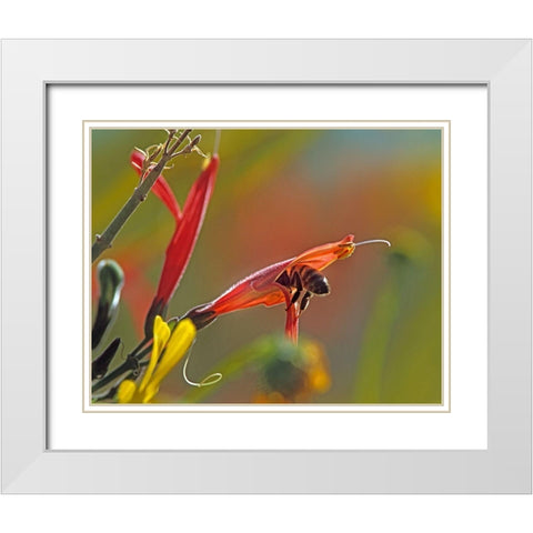 Honey Bee in Chuparosa White Modern Wood Framed Art Print with Double Matting by Fitzharris, Tim