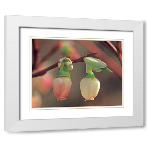 Blueberry Blossoms White Modern Wood Framed Art Print with Double Matting by Fitzharris, Tim