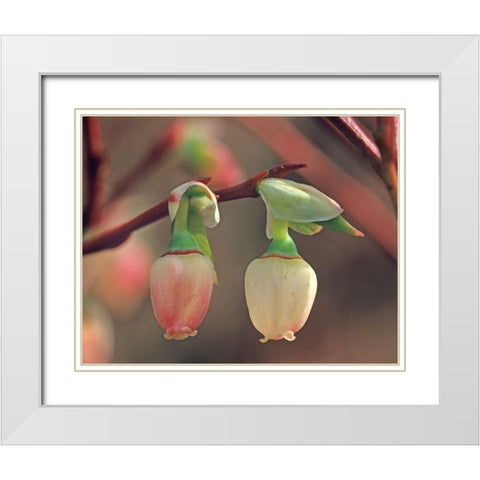 Blueberry Blossoms White Modern Wood Framed Art Print with Double Matting by Fitzharris, Tim