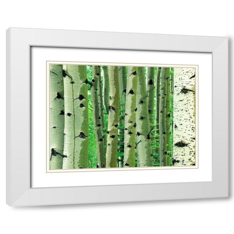 Aspen Trunks White Modern Wood Framed Art Print with Double Matting by Fitzharris, Tim