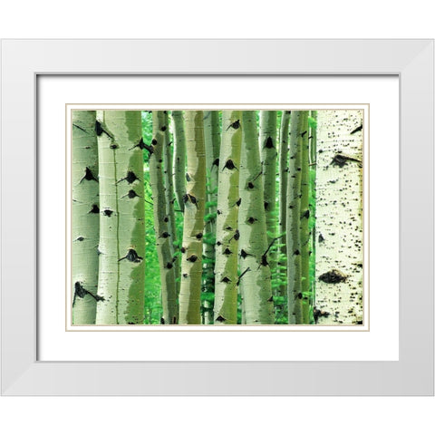 Aspen Trunks White Modern Wood Framed Art Print with Double Matting by Fitzharris, Tim